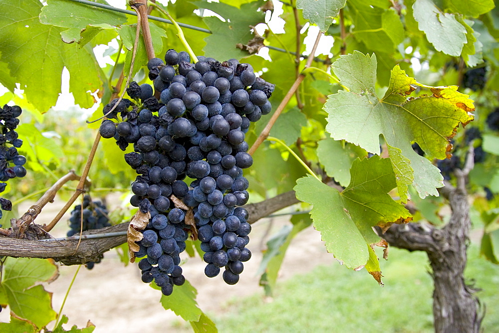 Shiraz Grapes growing in the Pepper Tree Winery, Hunter Valley, Australia