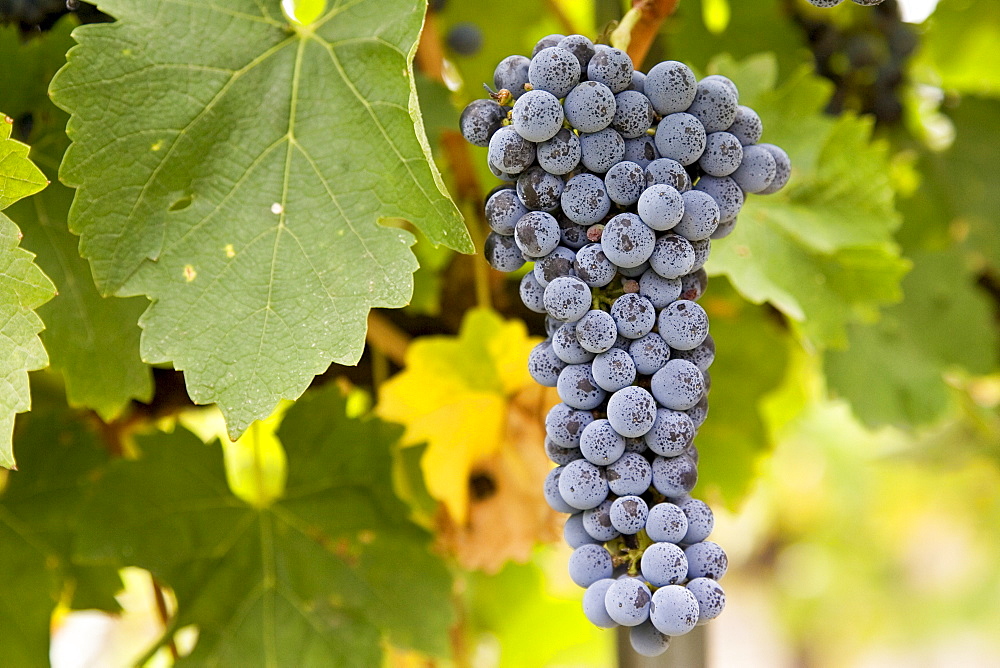 Cabernet Sauvignon grapes grow in the Pepper Tree Winery, Hunter Valley, Australia