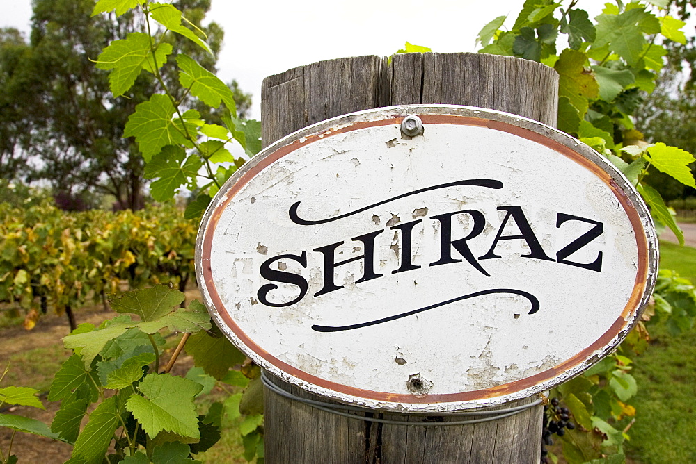 Shiraz sign in the Pepper Tree Winery, Hunter Valley, Australia