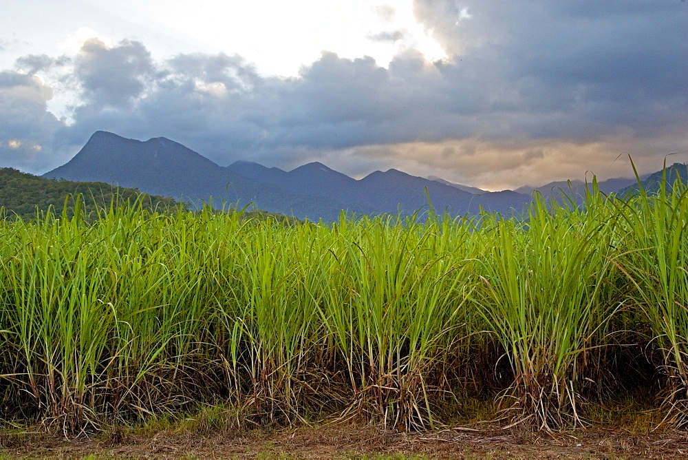 Sugar cane paddock with Mount Demi in the background, Queensland, Australia