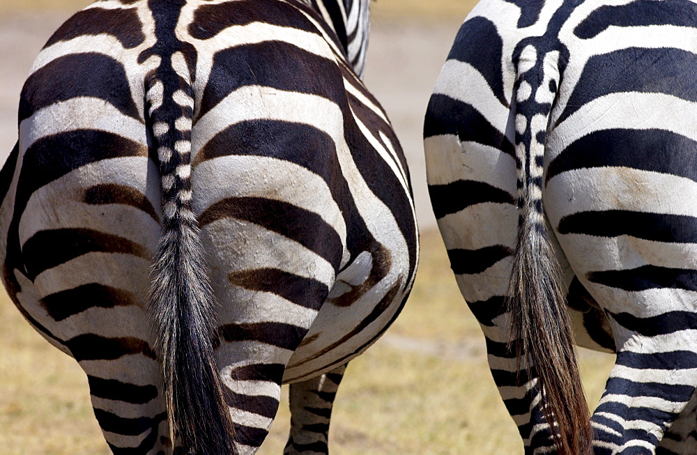 Common Plains Zebra (Grant's), Ngorongoro Crater, Tanzania