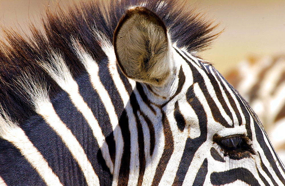 Common Plains Zebra (Grant's), Ngorongoro Crater, Tanzania