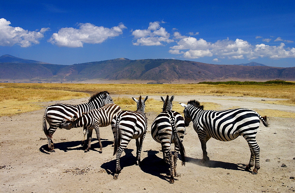 A herd of Common Plains Zebra (Grant's) Ngorongoro Crater, Tanzania