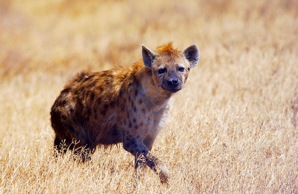 Spotted Hyena walking in grassland Ngorongoro Crater, Tanzania