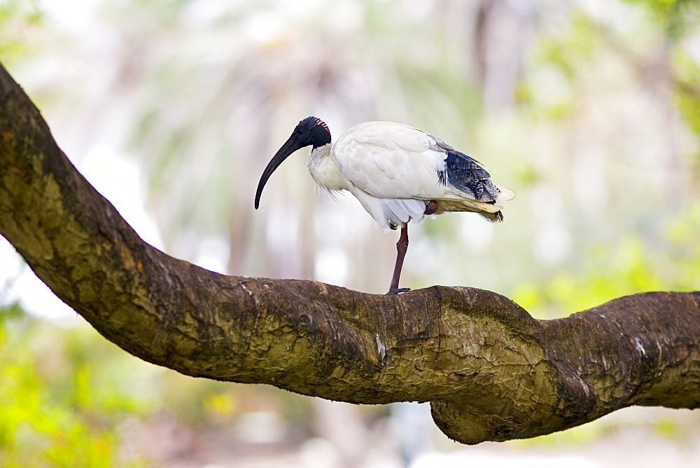 Australian White Ibis, Sydney, Australia