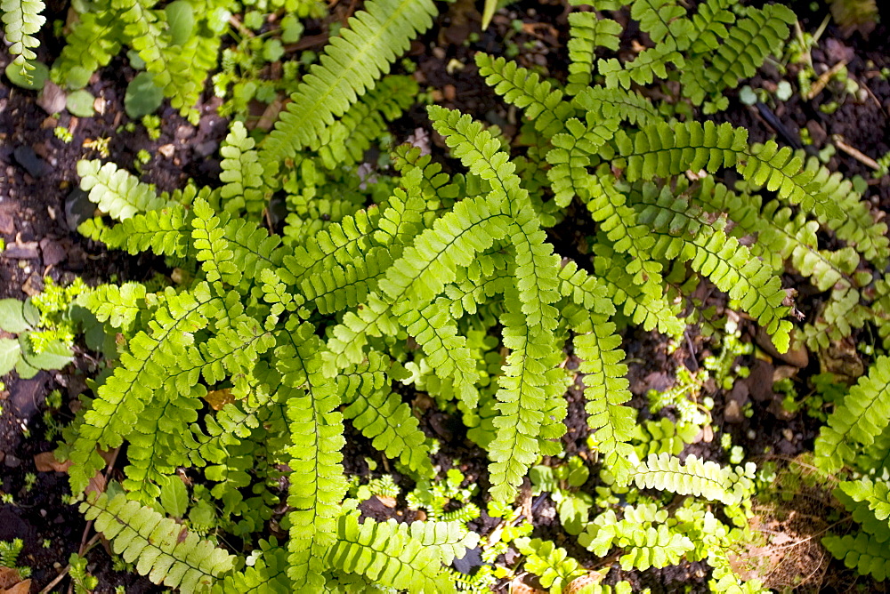 Ferns growing in the Royal Botanical Gardens, Sydney, Australia