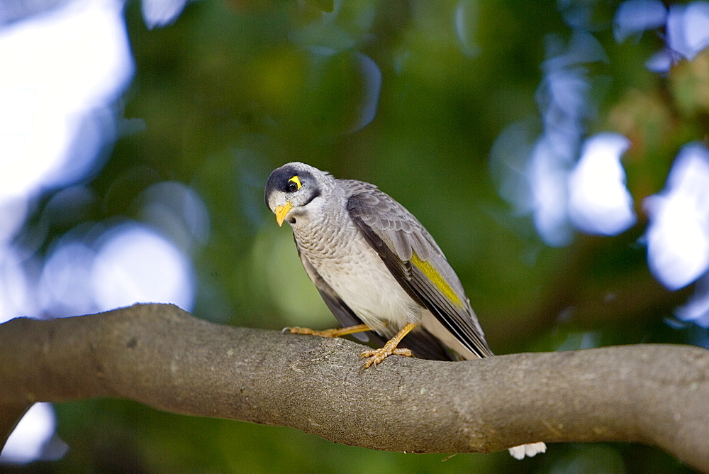 Noisy Mynah bird, Royal Botanical Gardens, Australia