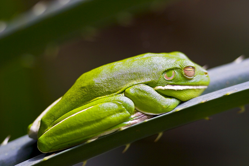 White-Lipped Green Tree Frog on palm leaf, Daintree World Heritage Rainforest, Queenland, Australia