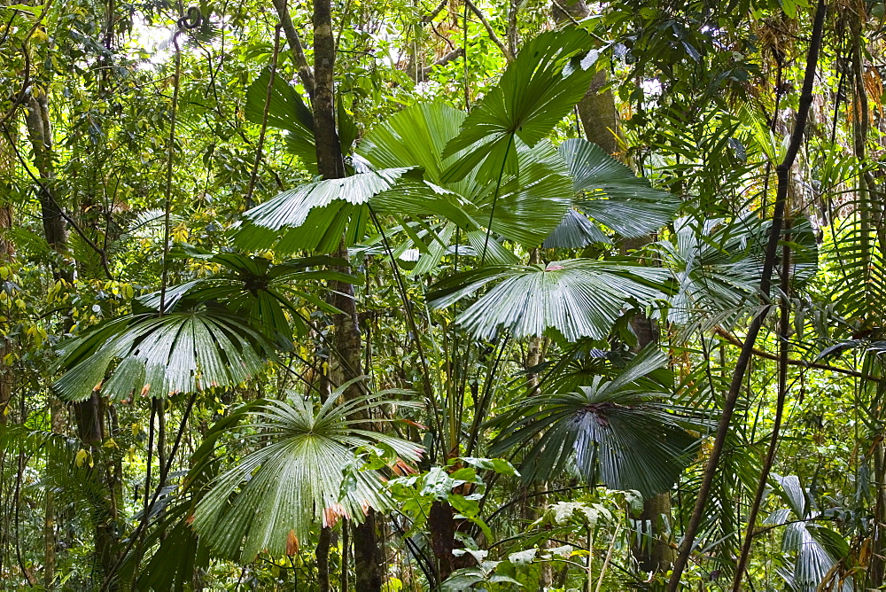 Fan palms and matchbox bean twisted vine, Daintree World Heritage Rainforest, Australia