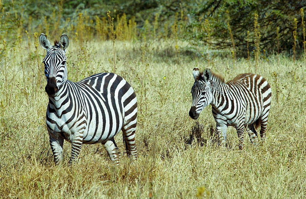 Common Plains Zebra (Grant's) & foal, Ngorongoro Crater, Tanzania