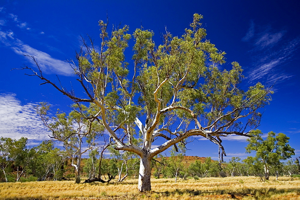 Eucalyptus tree, Queensland, Australia