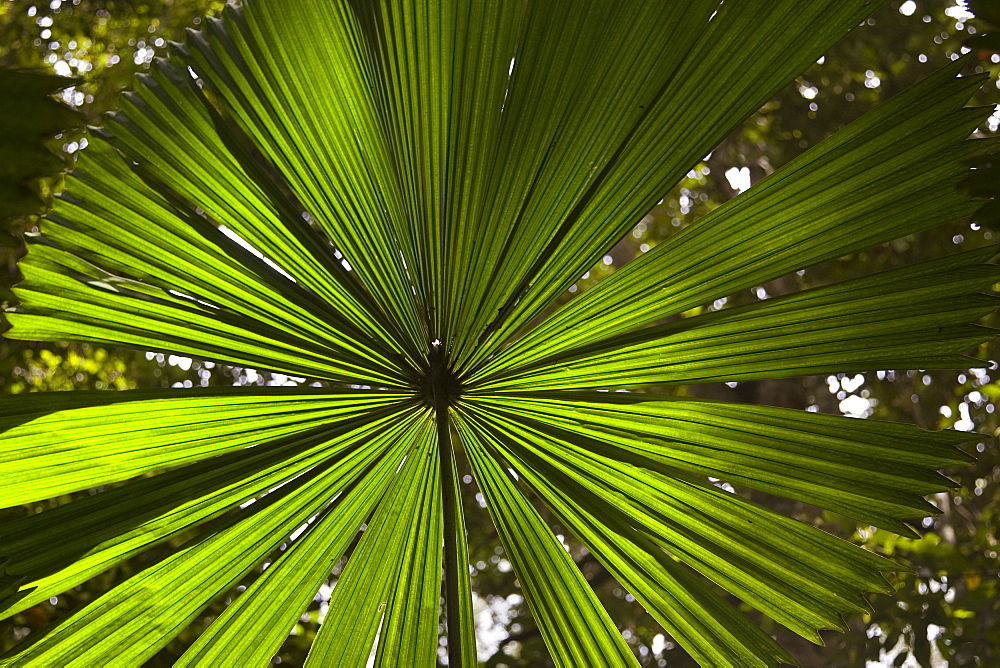 Fan Palm in the Daintree Rainforest, North Queensland, Australia