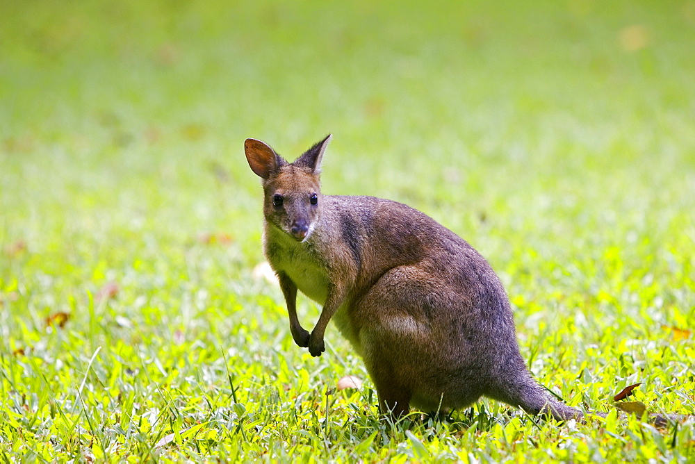 Red-legged Pademelon in the rainforest, Daintree, Queensland, Australia