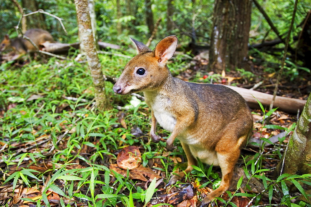 Red-legged Pademelon in the rainforest, Daintree, Queensland, Australia