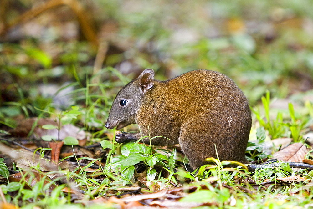 Musky Rat Kangaroo eats nut on forest floor, Daintree rainforest, Queensland, Australia