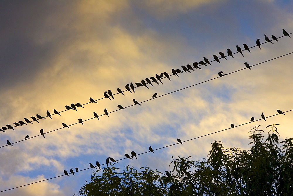 Starlings, Queensland, Australia. Avian Flu Bird Flu virus could spread to wild birds