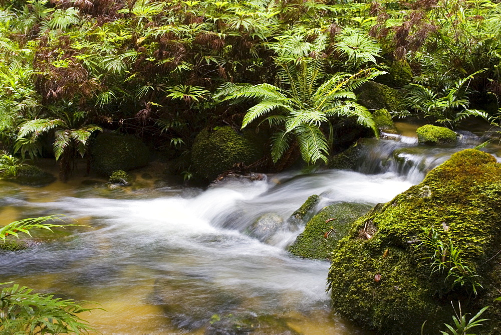 Windmill Creek at World Heritage Mount Lewis State Forest, Queensland, Australia