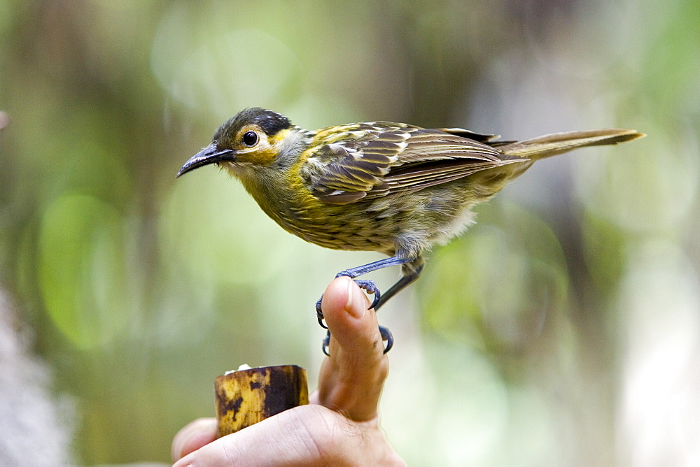 Macleay's Honeyeater bird perches on man's finger, Daintree Rainforest, Queensland, Australia