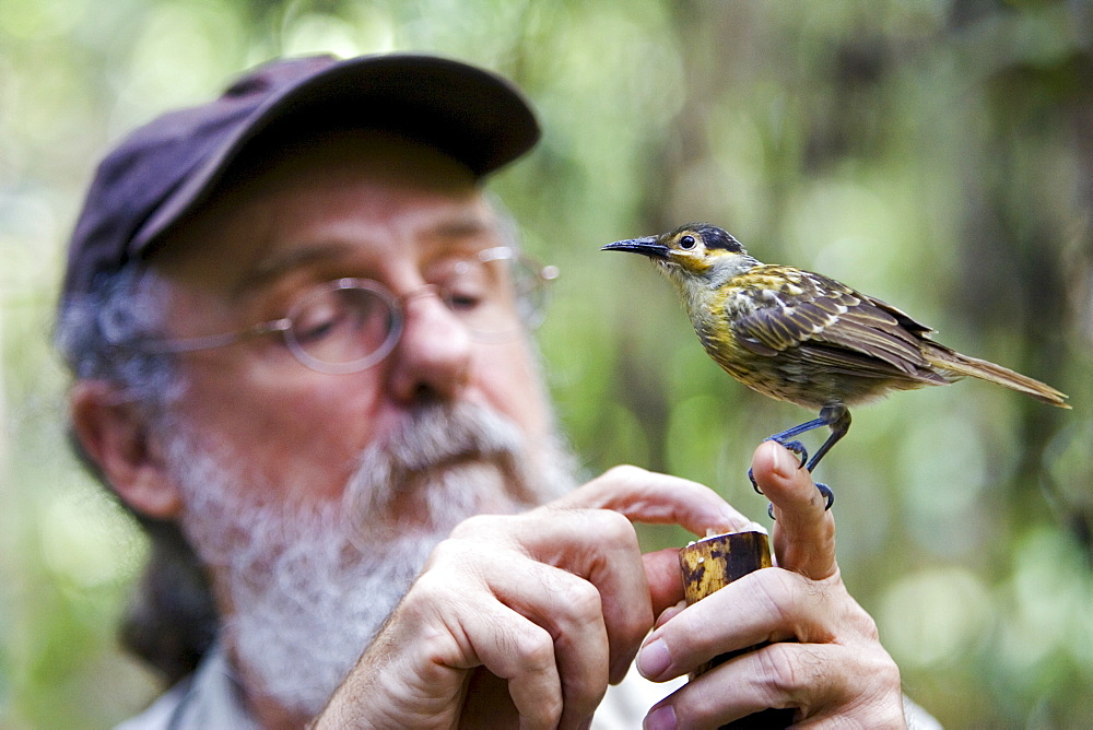 Daintree Naturalist, David Armbrust feeds Macleay's Honeyeater bird, Queensland, Australia