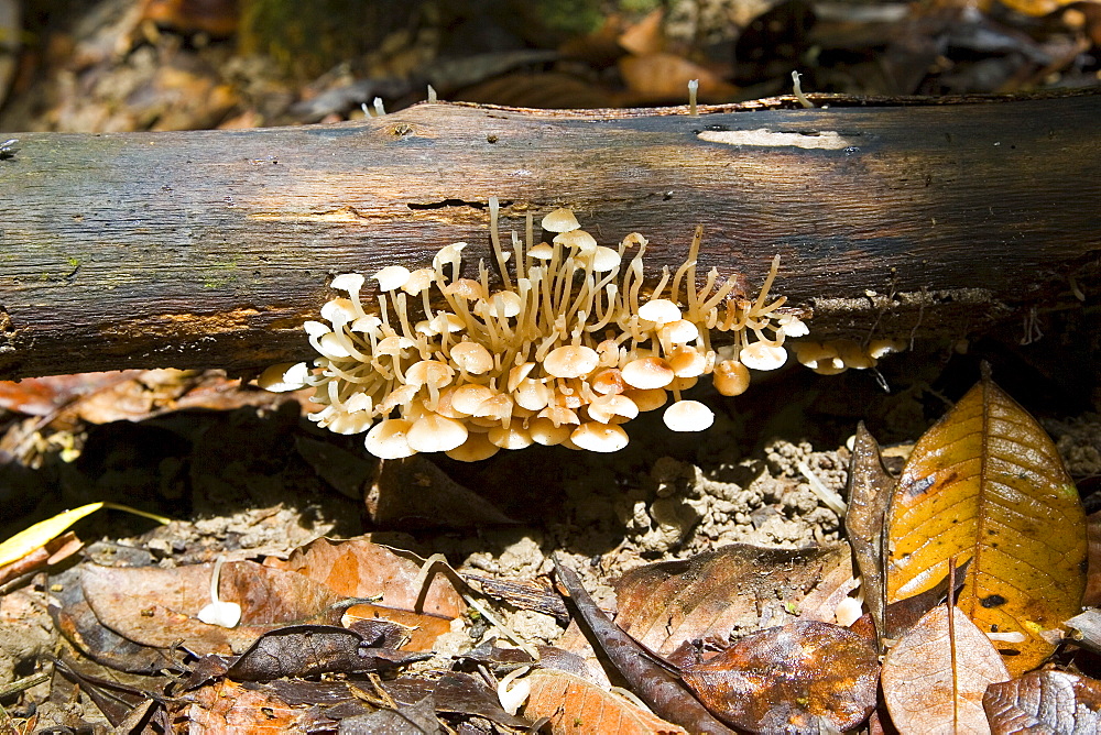 Fungus grows on fallen branch in the Daintree Rainforest, Queensland, Australia