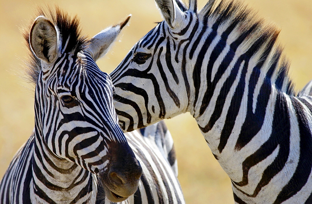 Common Plains Zebra (Grant's), Ngorongoro Crater, Tanzania