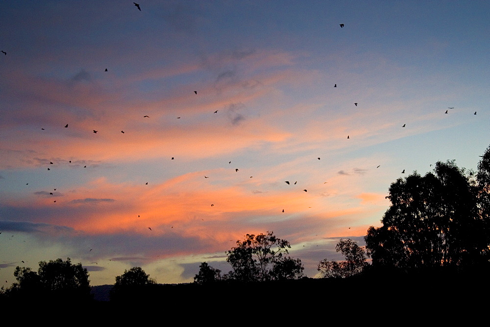 Colony of Flying Fox Bats, Port Douglas, Queensland, Australia