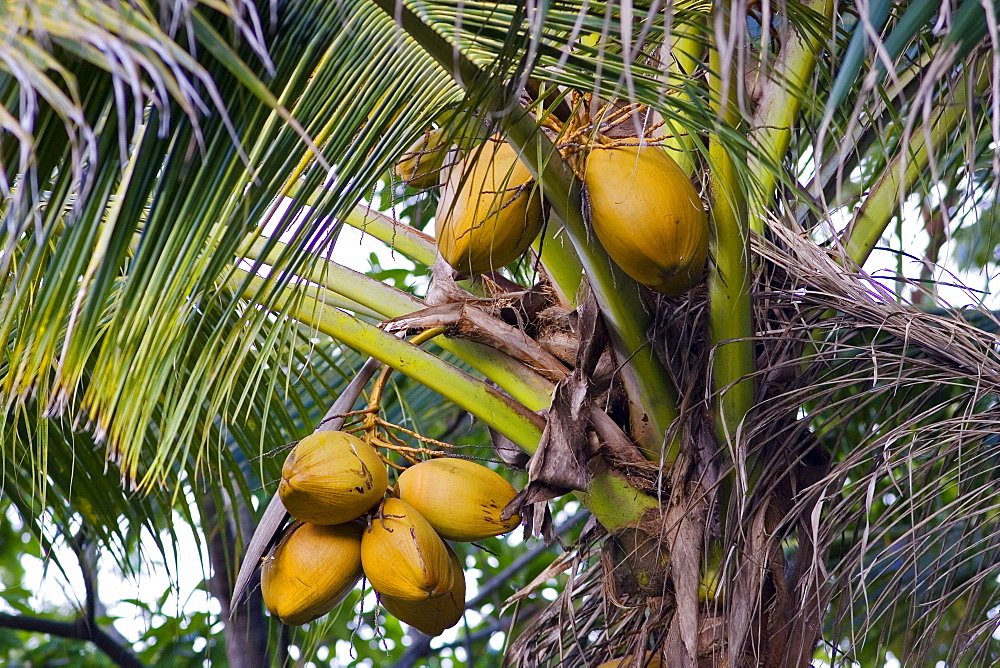 Coconuts growing on a palm tree at Thala Beach, Port Douglas, Australia