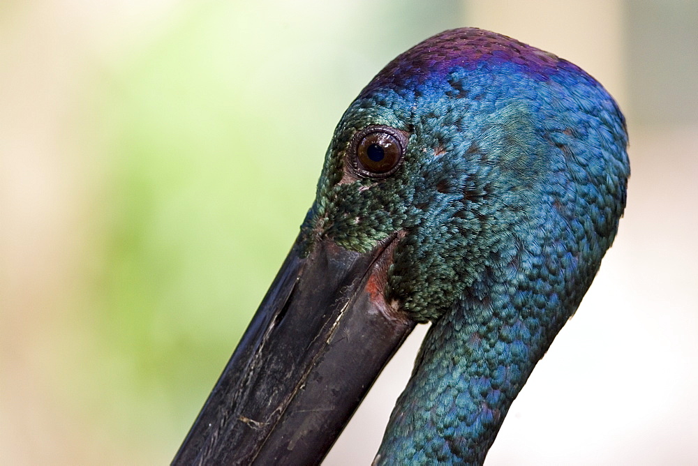 Black-necked stork, Queensland, Australia