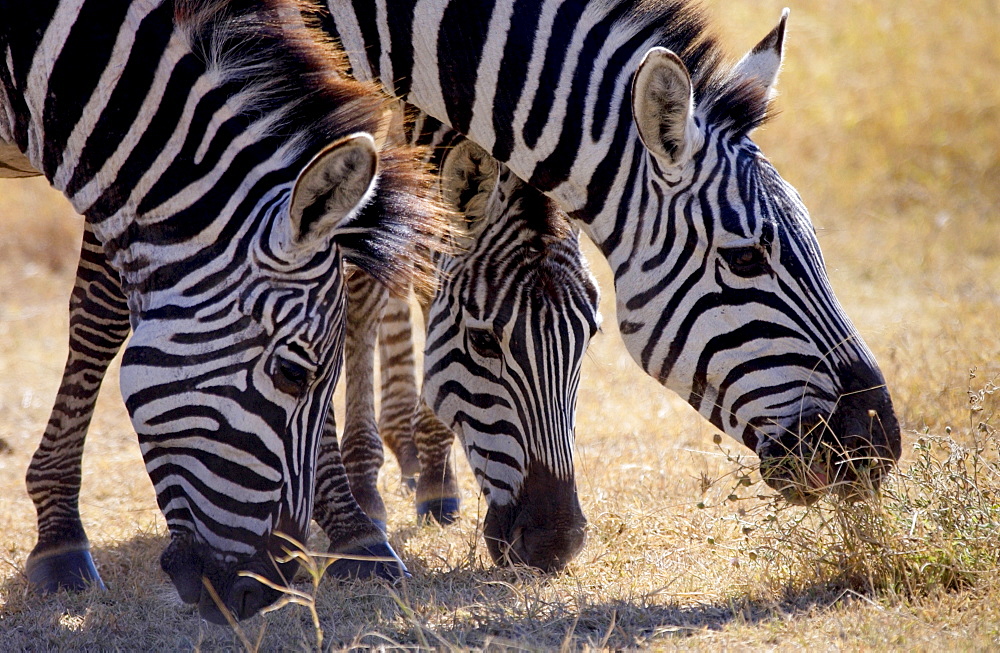 Burchells Plains Zebra ,Grumeti,Tanzania