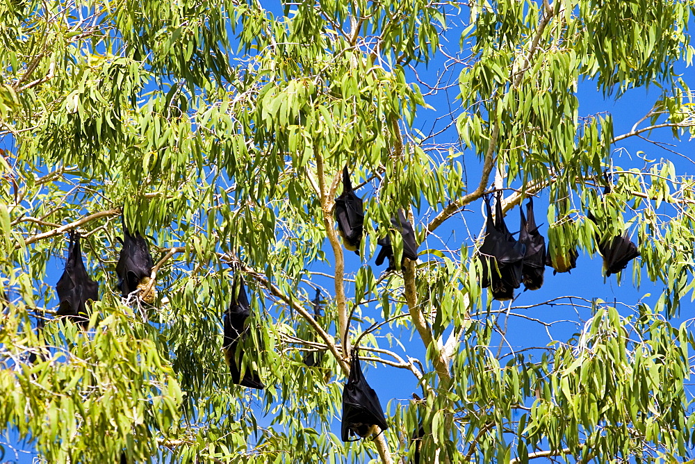 Colony of Spectacled Flying-fox bats, Port Douglas, Queensland, Australia