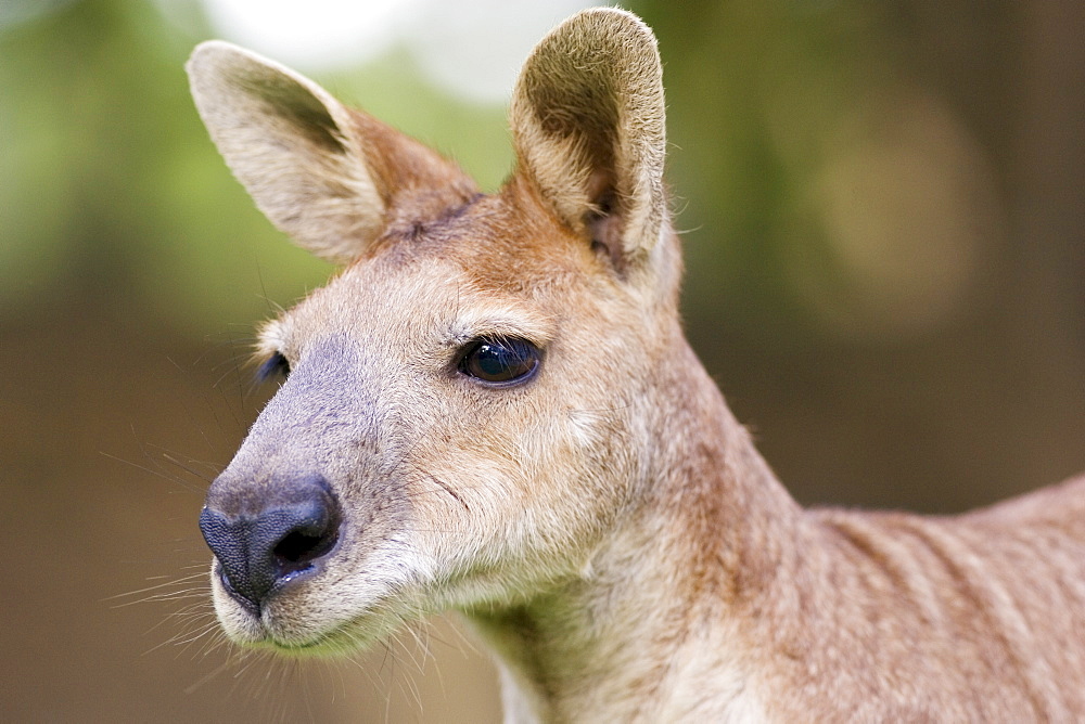 Antilopine Wallaroo, Queensland, Australia