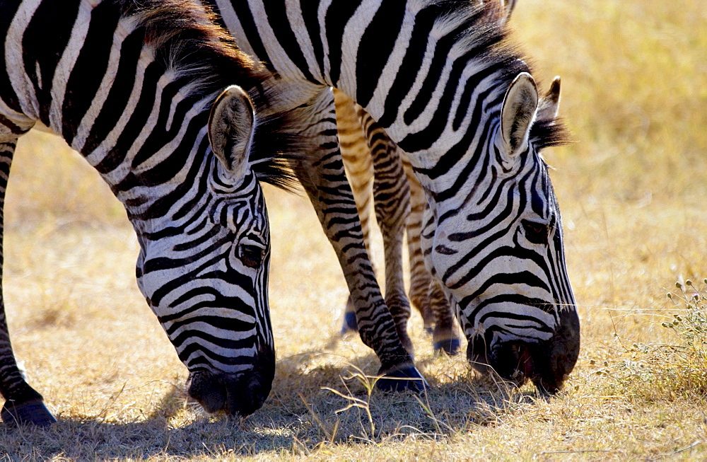 Common Plains Zebra (Grant's) grazing, Ngorongoro Crater, Tanzania