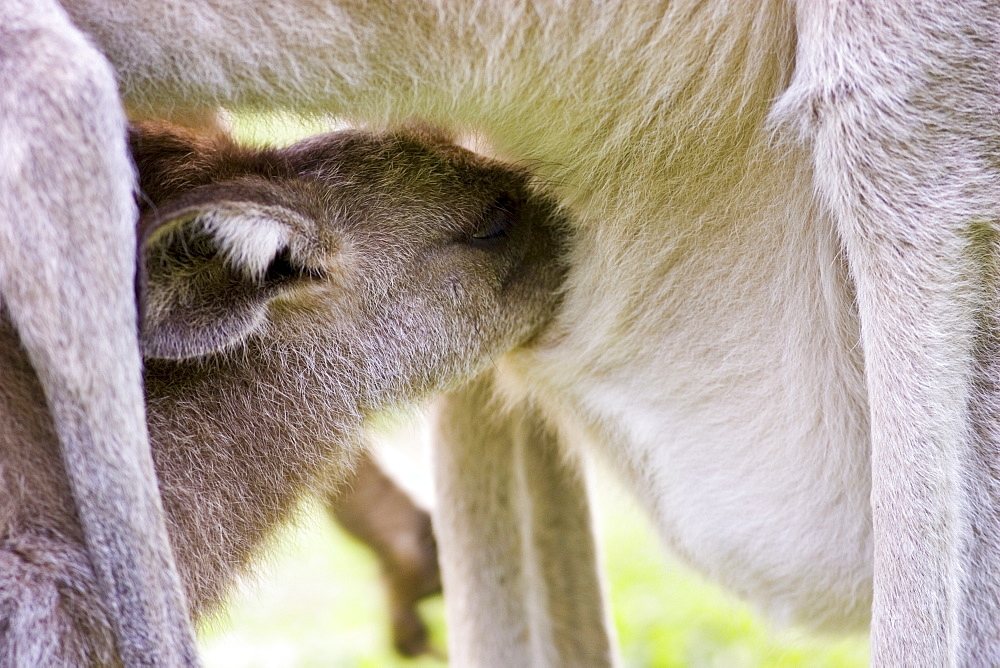 Eastern Grey Kangaroo joey feeds from its mother's pouch, Queensland, Australia