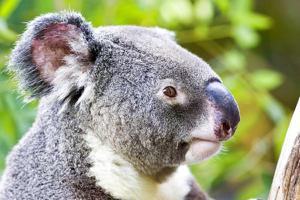 Koala, Queensland, Australia