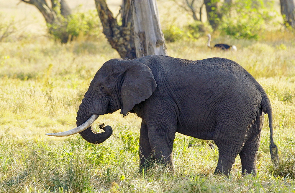 Elephant feeding in Ngorongoro Crater, Tanzania