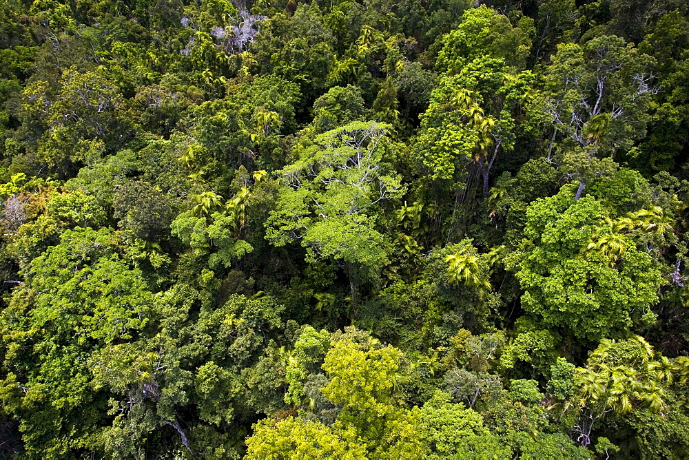 Barron Falls National Park Rainforest from Skyrail Cableway, North Queensland, Australia