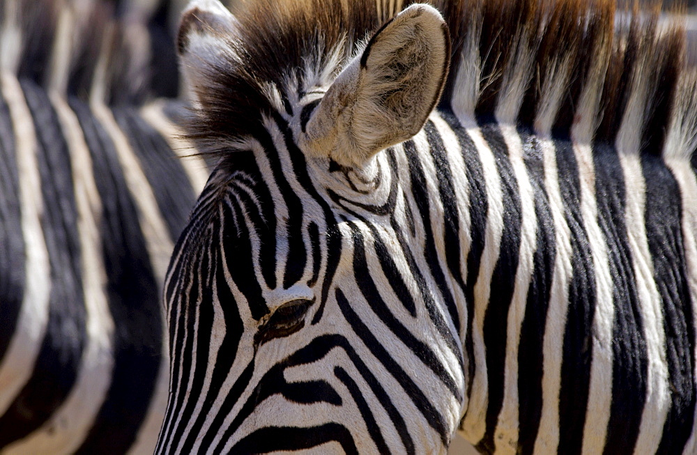 Common Plains Zebra (Grant's), Ngorongoro Crater, Tanzania