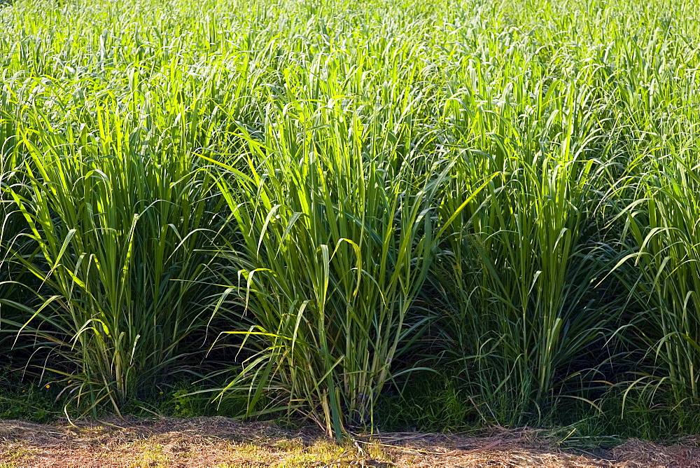 Sugar cane paddock, Freshwater Connection, Australia