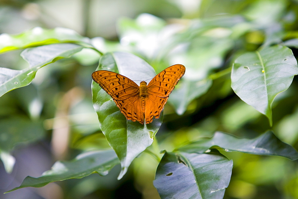 Butterfly on a leaf, North Queensland, Australia