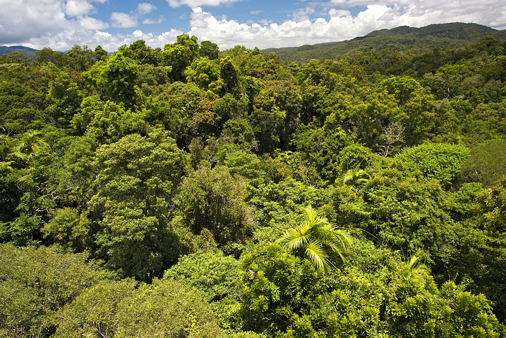 Rainforest seen from Skyrail Cableway, North Queensland, Australia