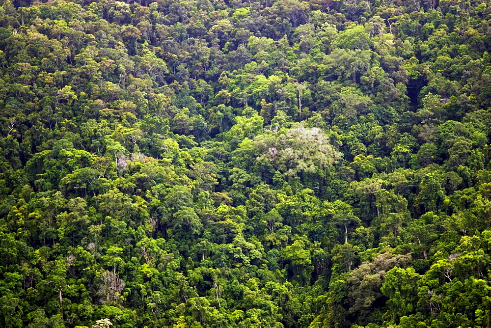 Rainforest, North Queensland, Australia