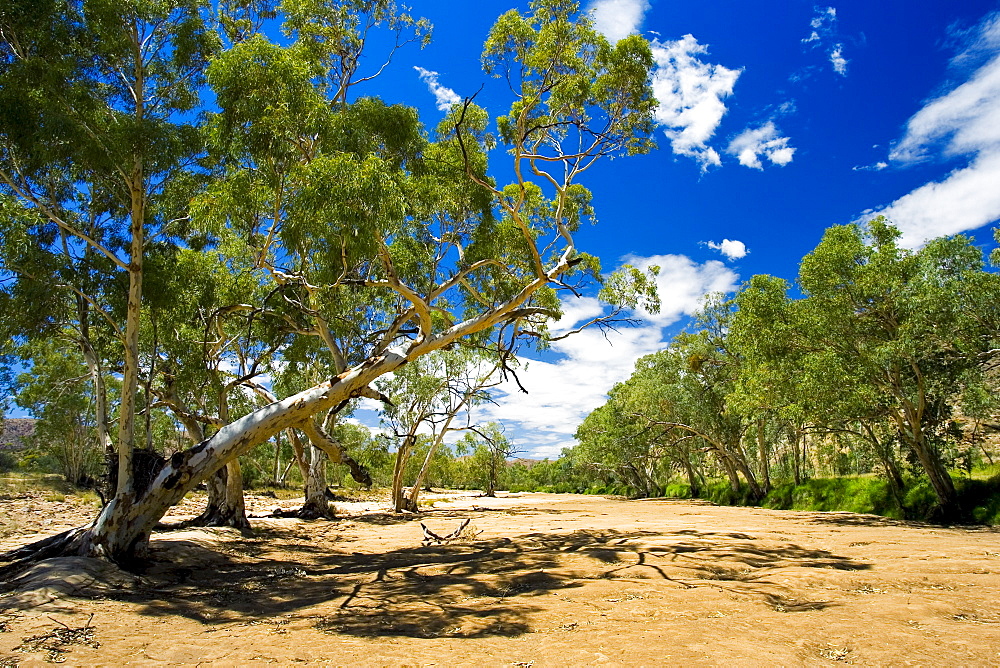 Eucalyptus trees in dried-up Finke River, West Maddonnell National Park, Central Australia