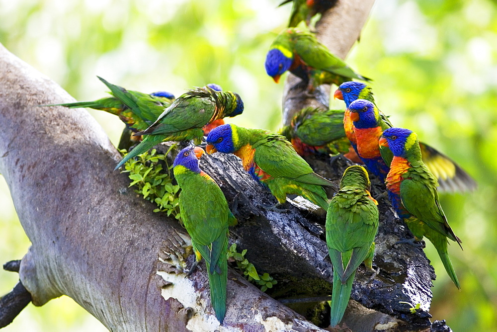 Rainbow Lorikeets perched on a branch, Queensland, Australia