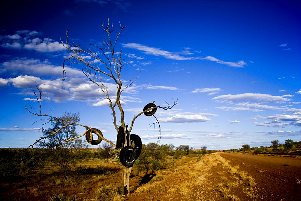 Tyres hang from tree by roadside Mereenie Loop Road, Red Centre, Australia