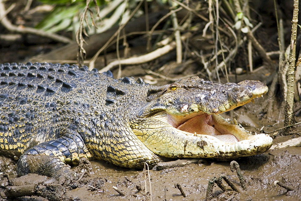 Crocodile in muddy shallows of the Mossman River, Daintree, Australia