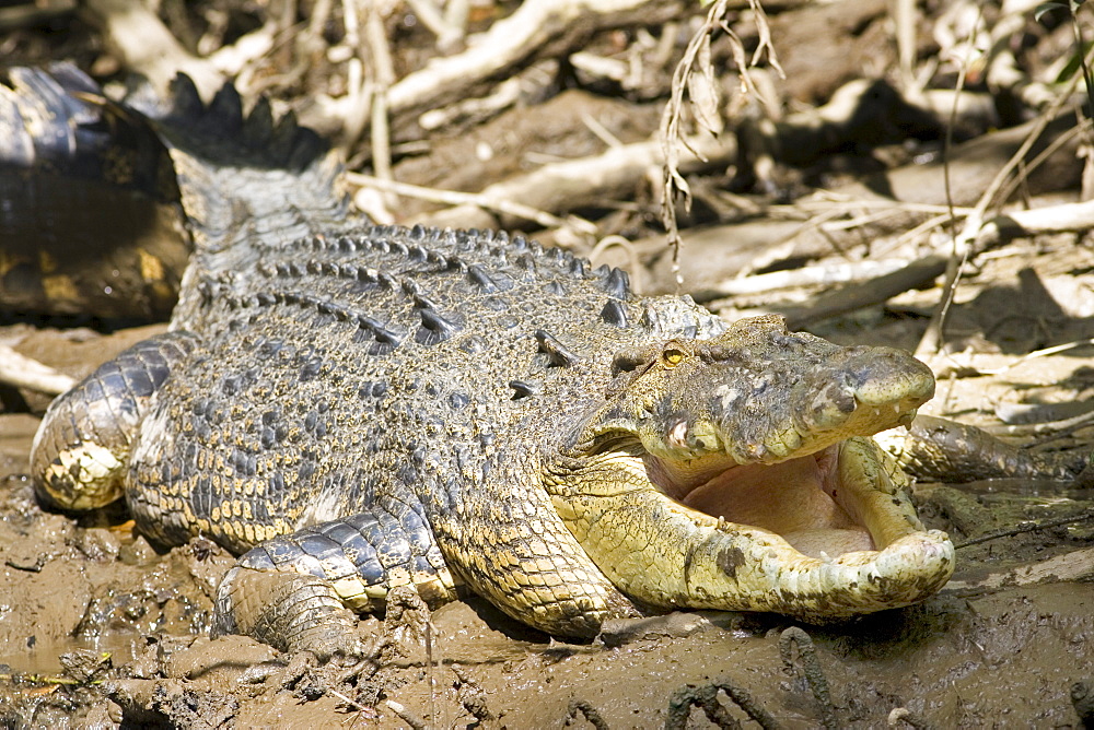 Crocodile in muddy shallows of the Mossman River, Daintree, Australia