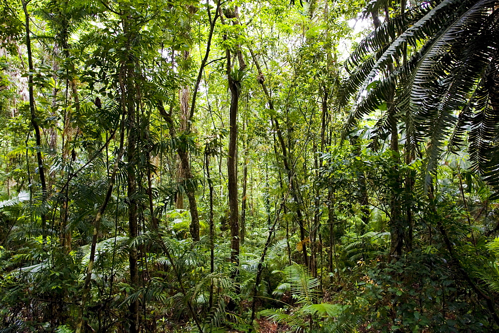 Trees and ferns in Daintree Rainforest, Australia