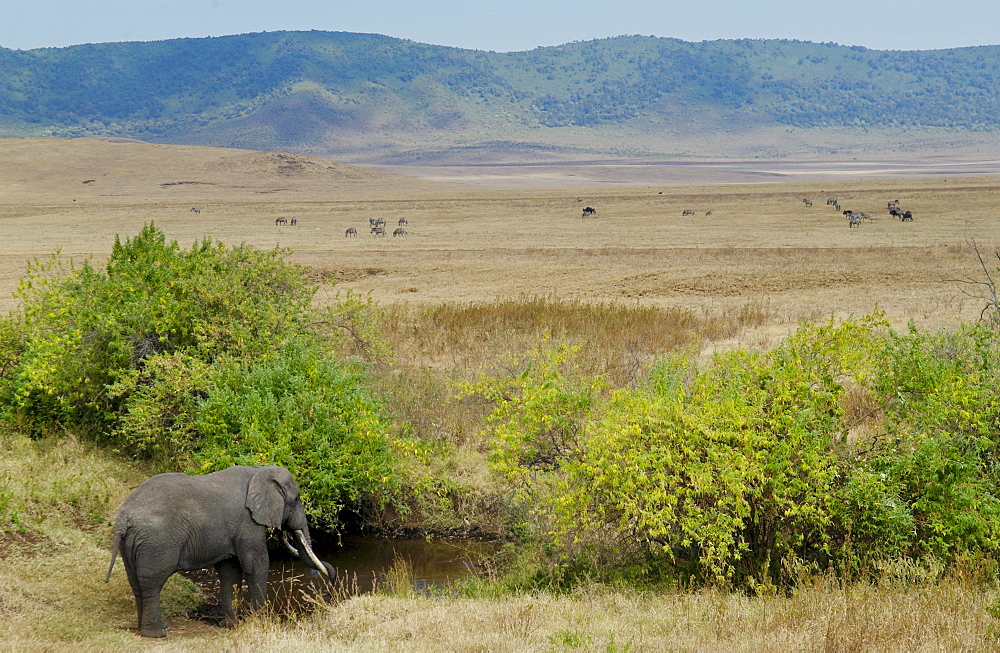 Elephant going to drink in the Ngorongoro Crater, Tanzania