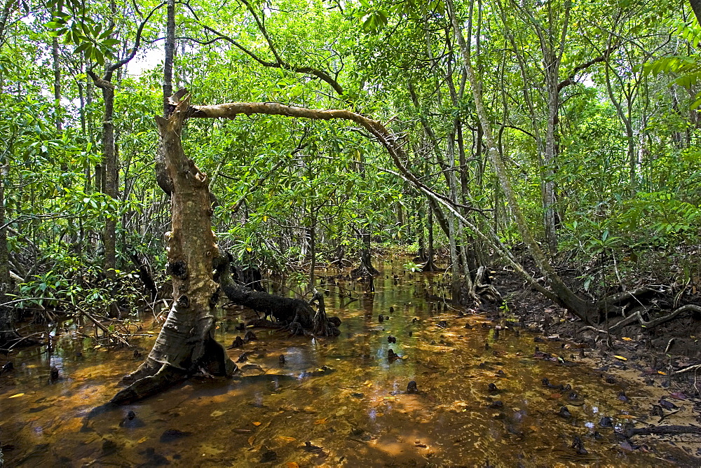 Daintree Rainforest, Australia