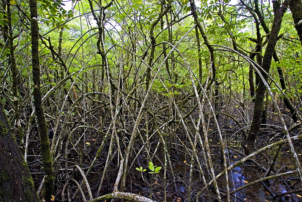 Mangrove roots in Daintree Rainforest, Australia